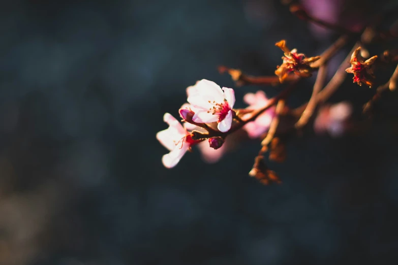 flowers with small buds are sitting on the twig