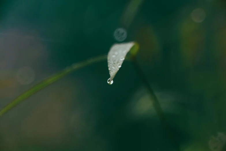 a drop of water is resting on a green blade