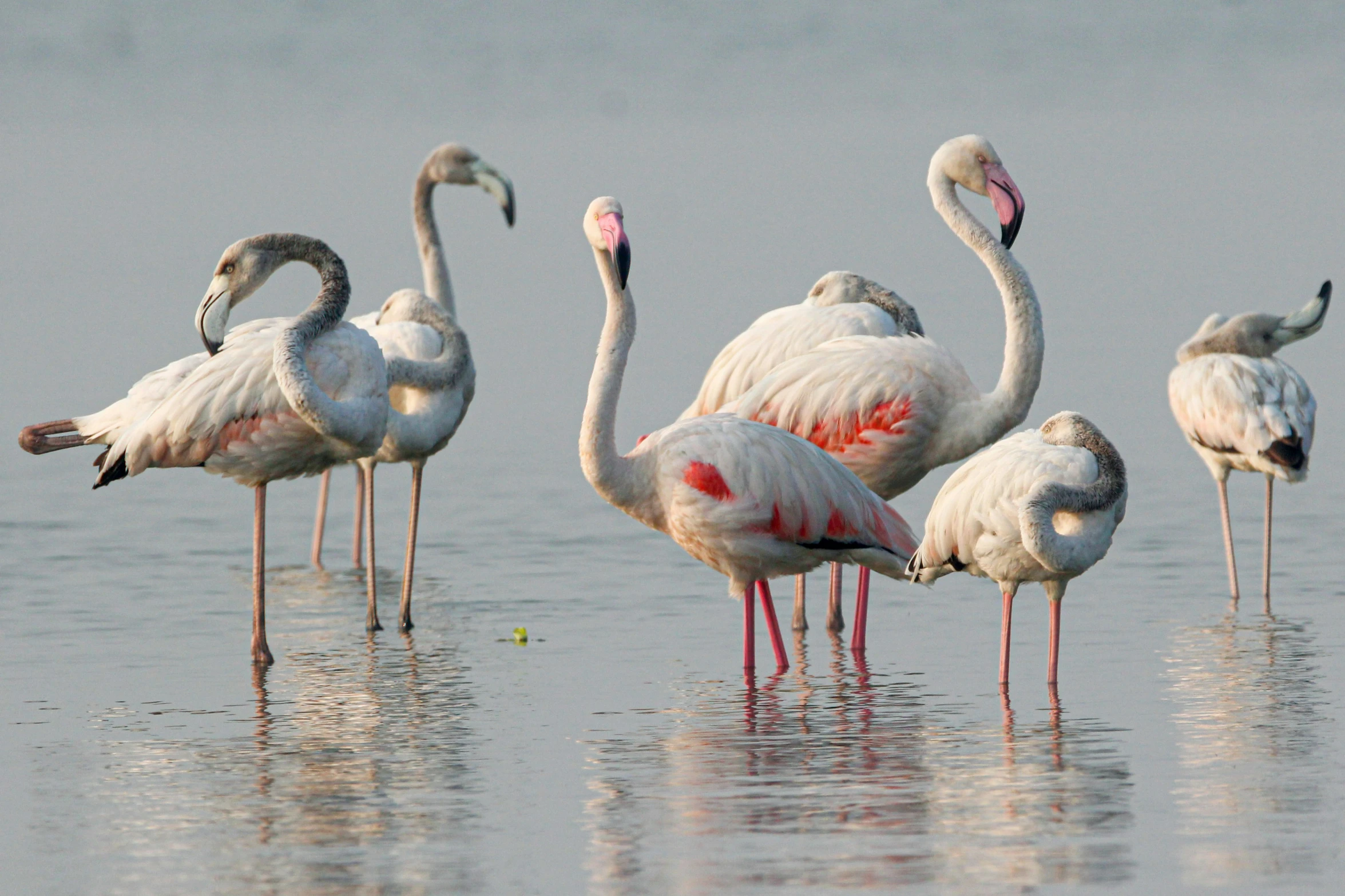 five flamingos and four more flamingoes stand in the water