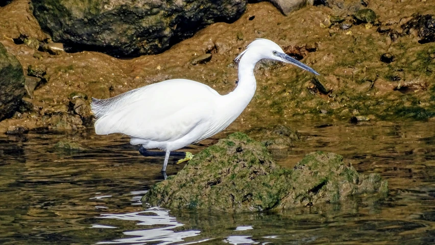 a white bird stands on some dirt and water