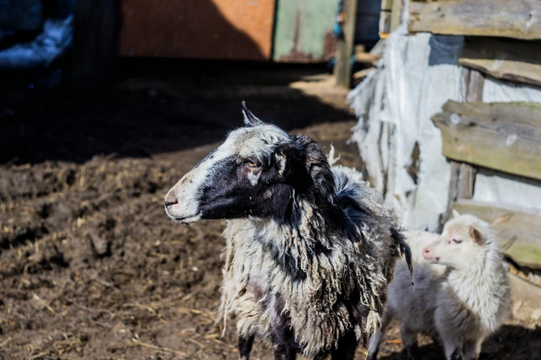 sheep are standing next to a wooden fence