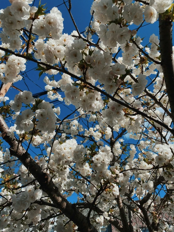 a couple of white flowers that are in a tree