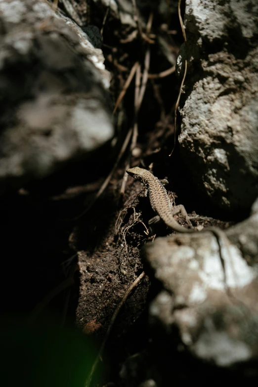 lizard with long tail walking on the ground near a rocky area