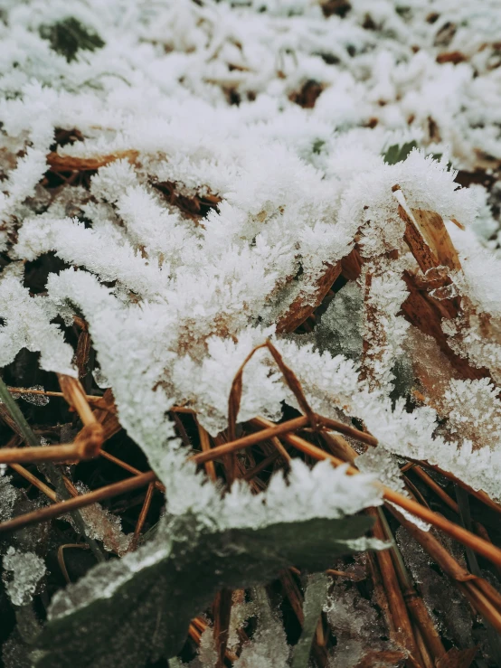 white mossy moss that is growing on the ground