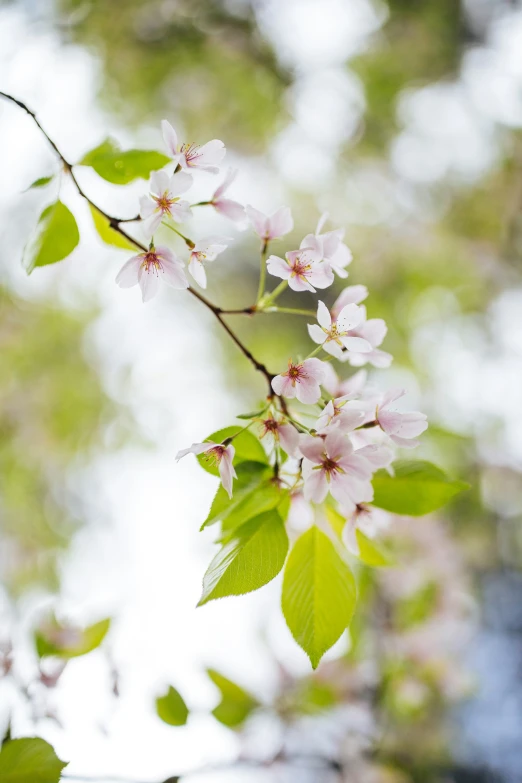 the nch of an apple tree with pink flowers