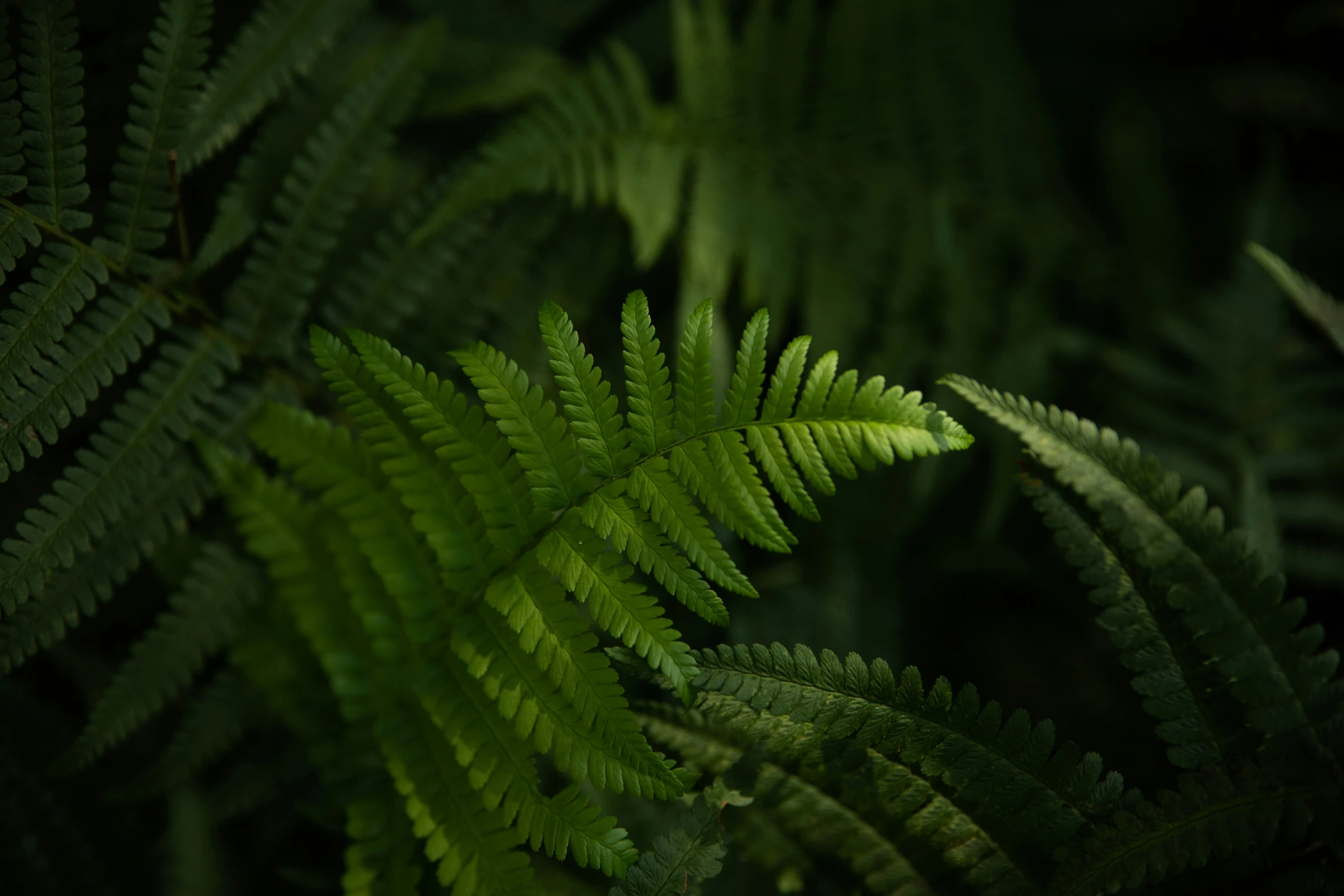 a small green plant is shown in closeup