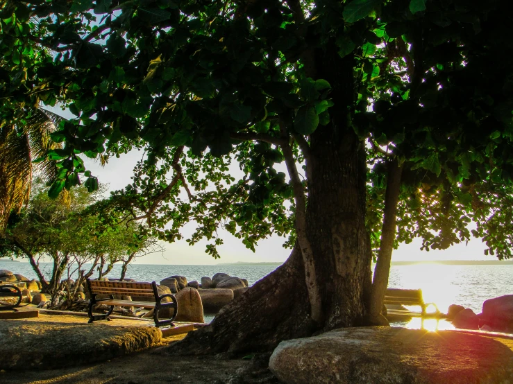 park bench under a tree near the ocean