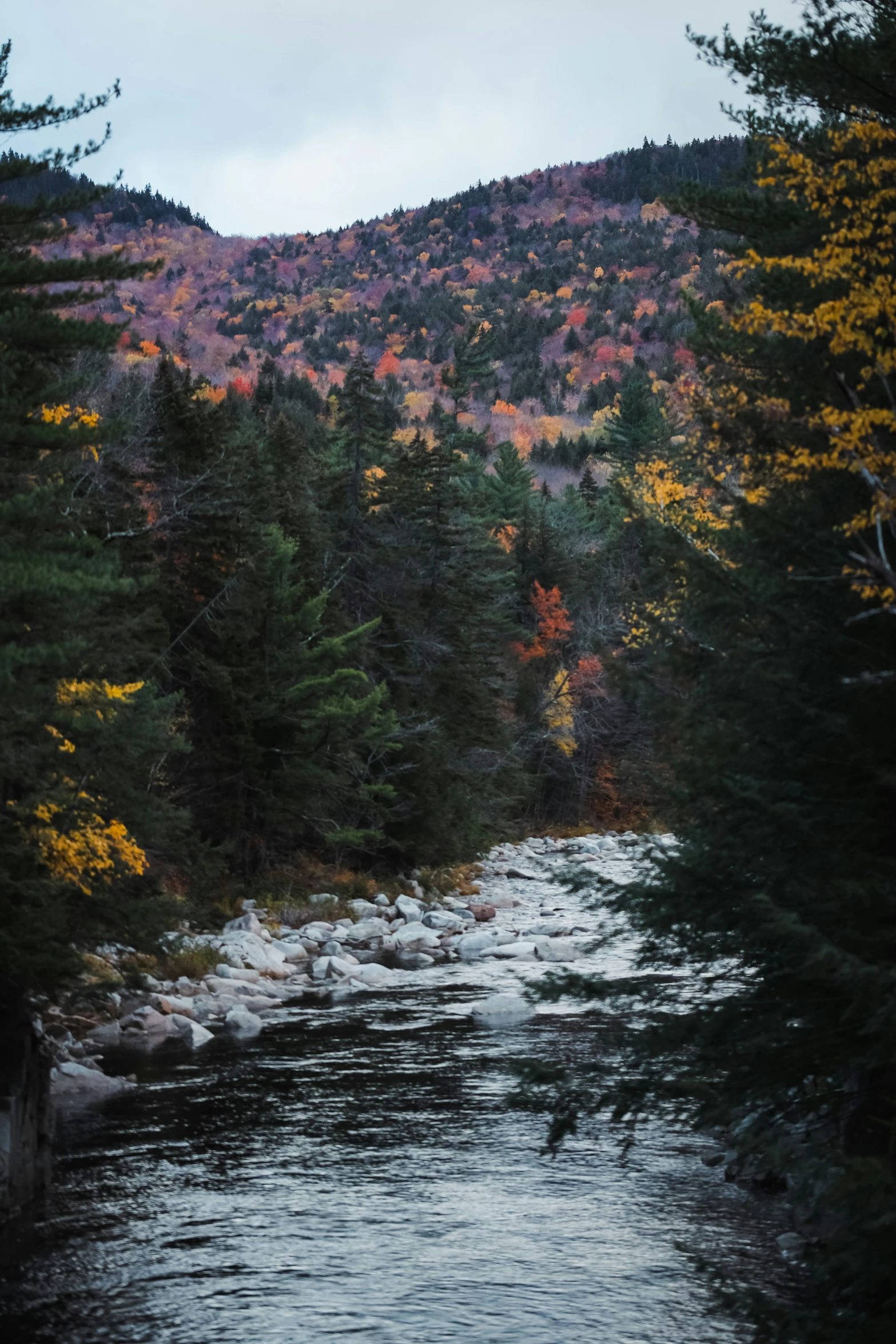 trees with colorful foliage around a river