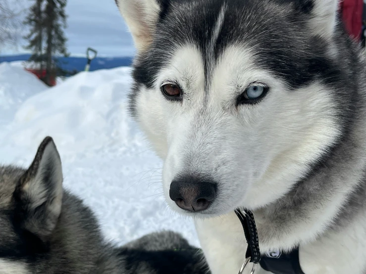 a husky dog looks into the camera, surrounded by snow