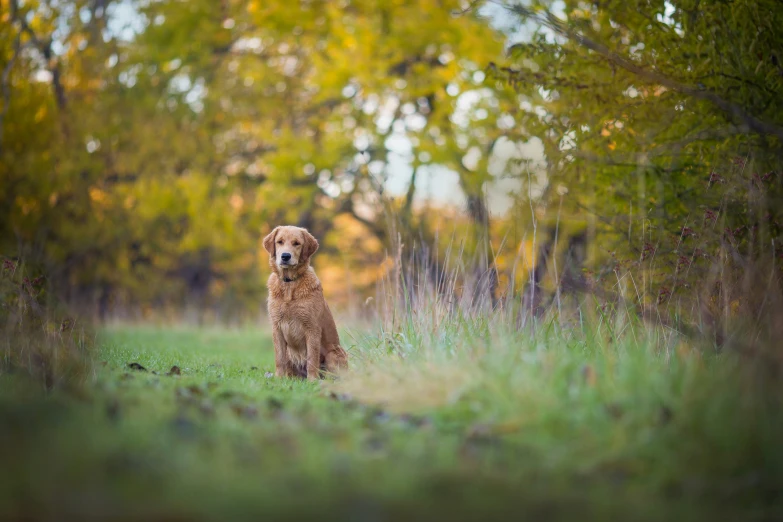 a golden retriever sits in a field and looks at the camera