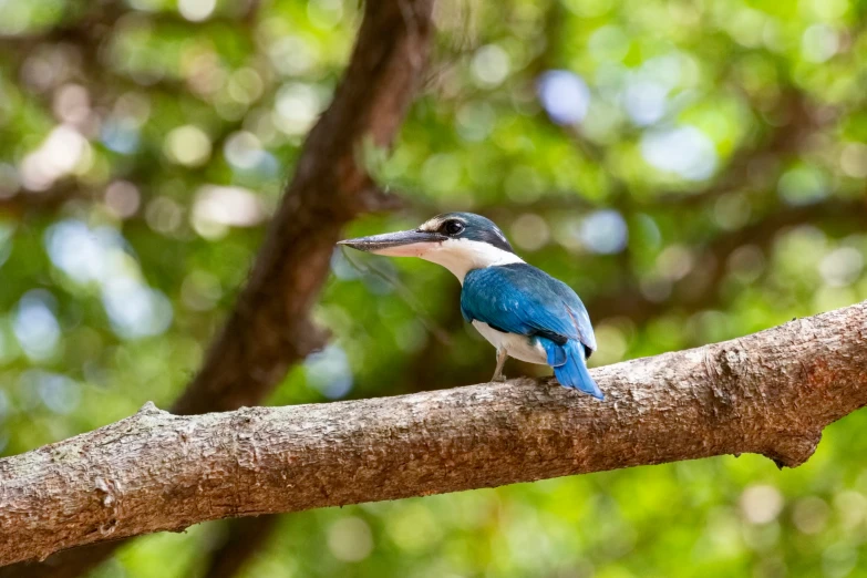 a blue and white bird perched on a tree nch