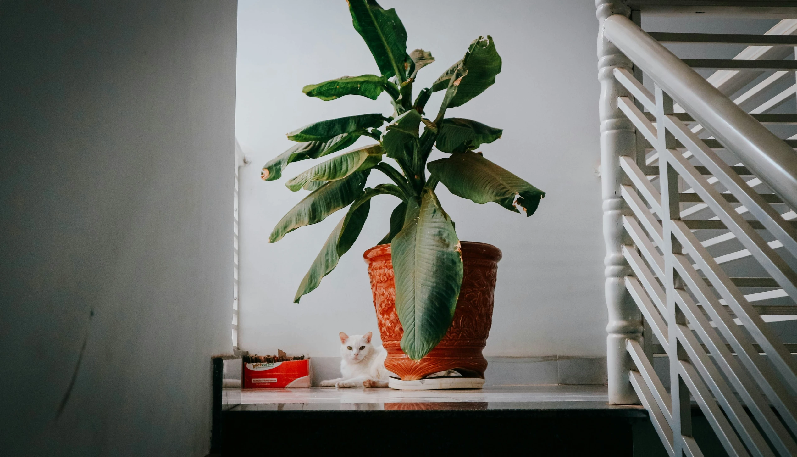 a cat sitting in a vase on a shelf