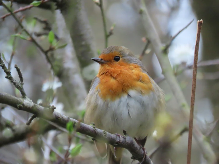 small orange and gray bird perched on tree nch