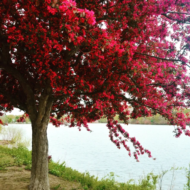 a tree in the foreground is blooming, next to a body of water