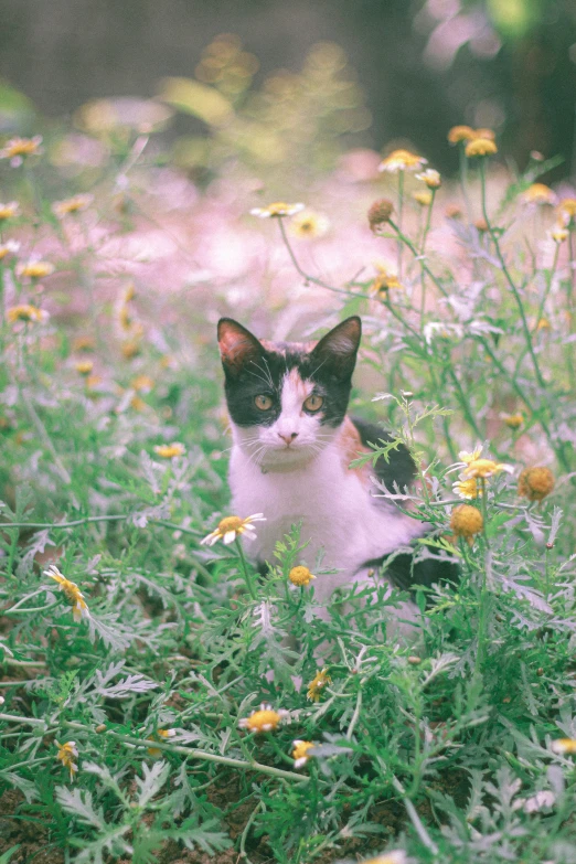 a cat laying in the middle of a field of wildflowers