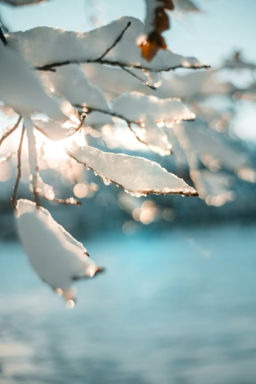 snow - covered nches with water and sky in the background