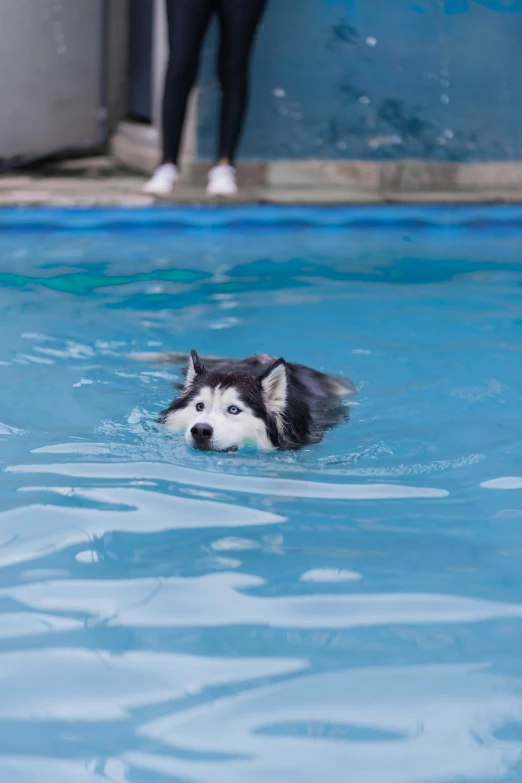 a dog swims in a pool while people watch