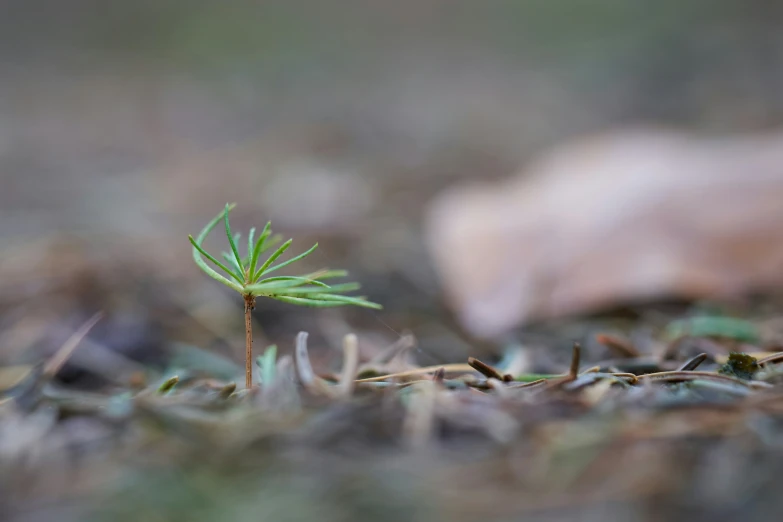 small tree growing from the ground with leaves on top