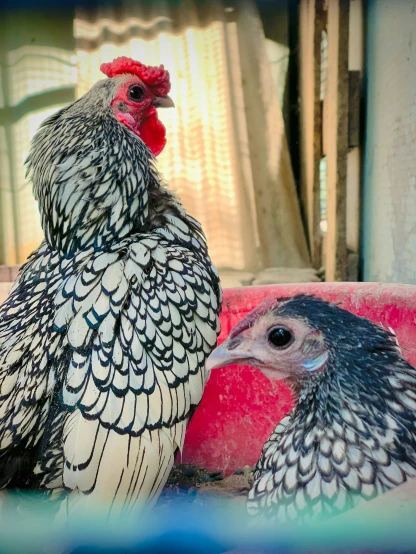 two roosters are pictured in their pen together