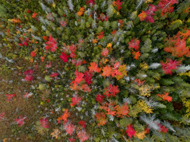 a very colorful tree in the woods