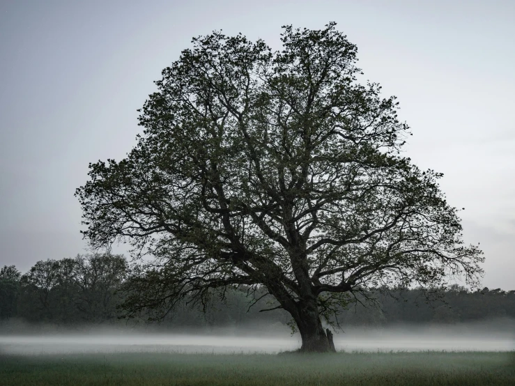 a single tree in the middle of foggy field