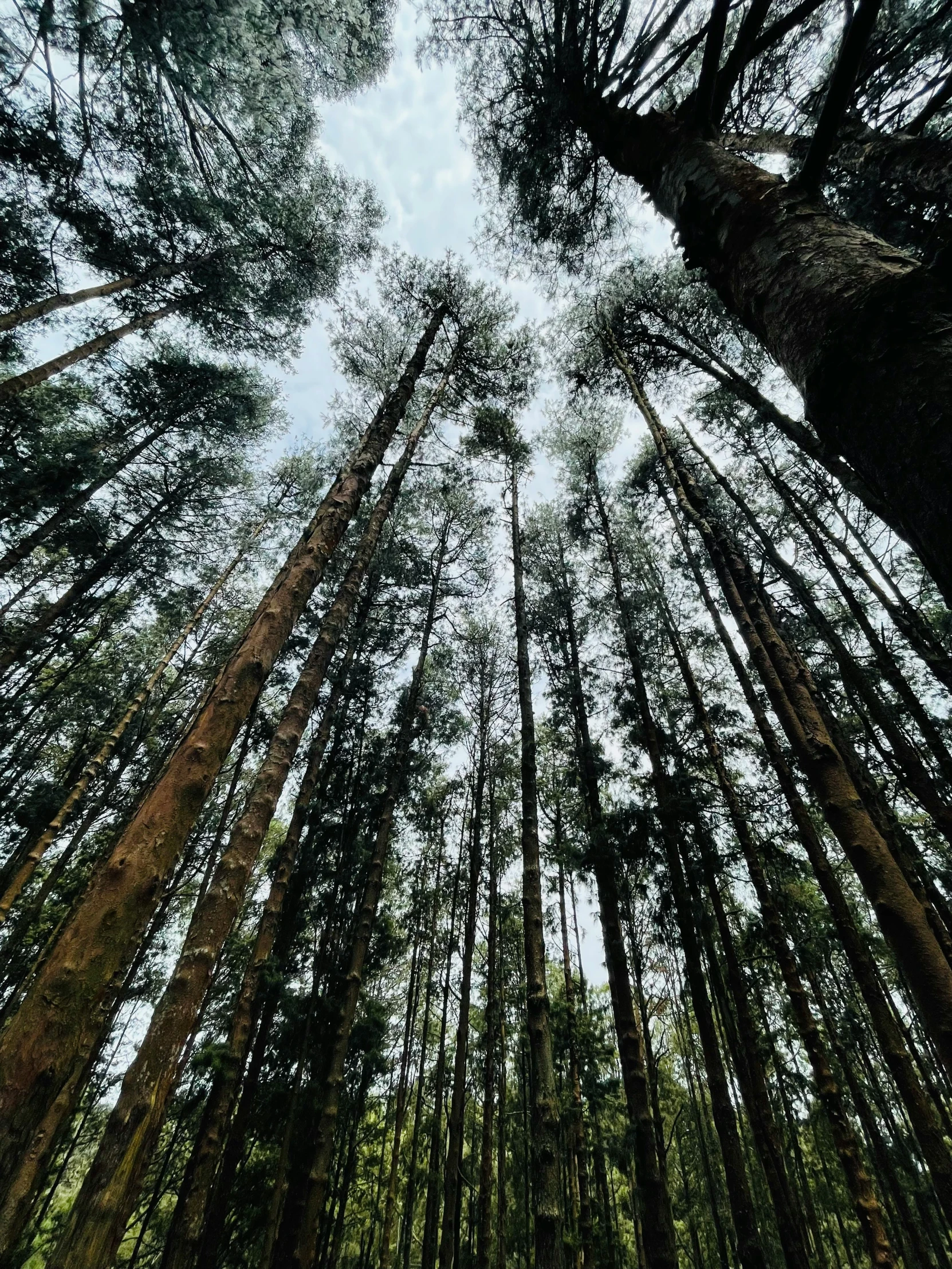 tall trees reaching up into the sky