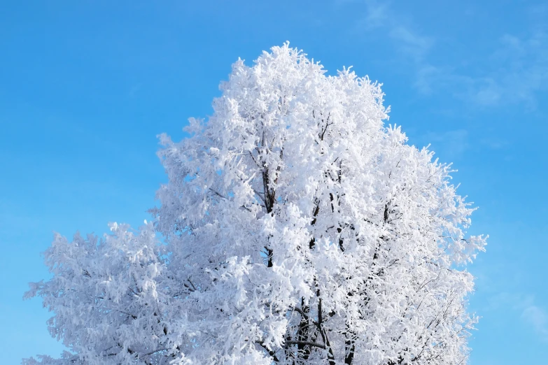 white snow covered trees are shown against a blue sky