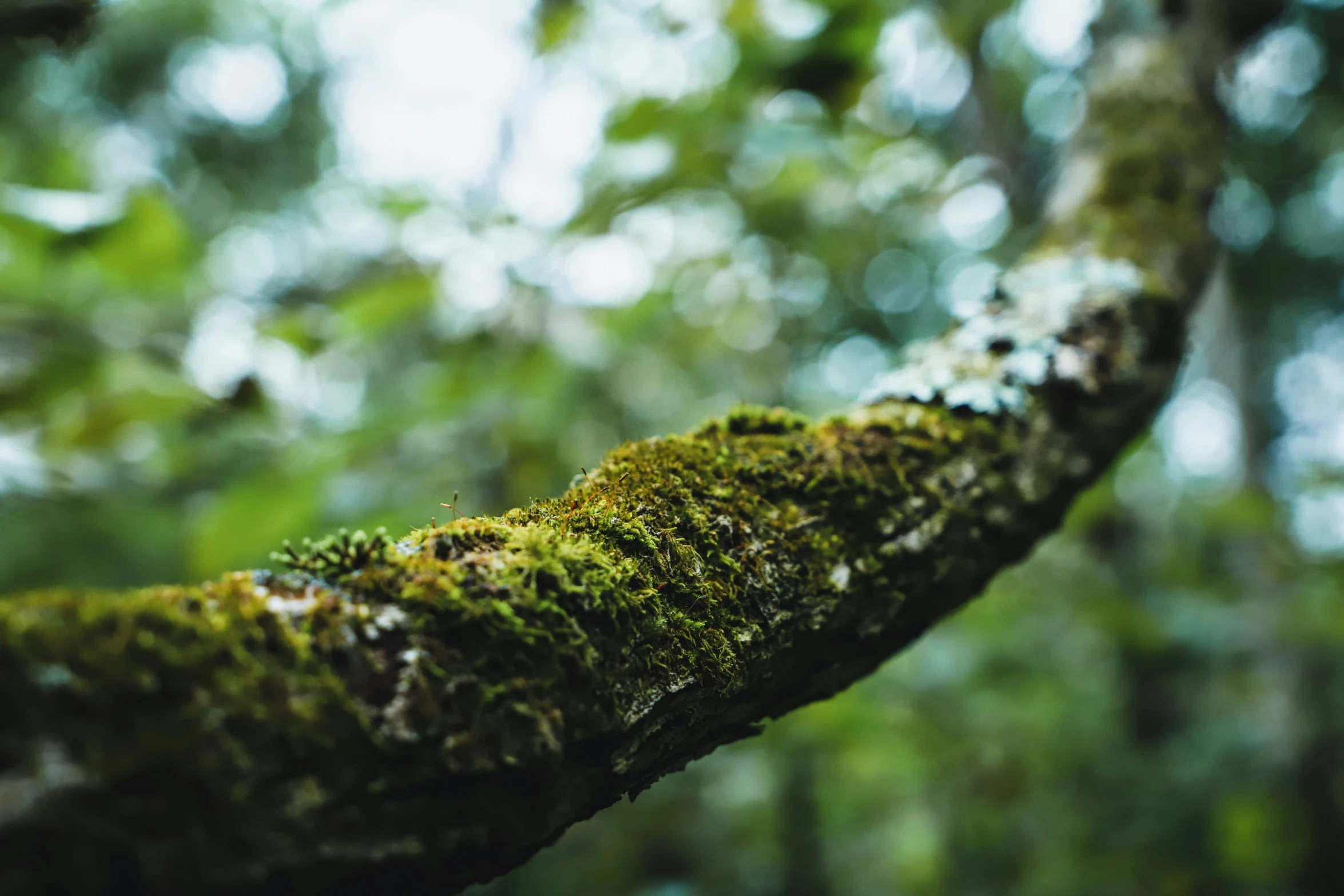 moss growing on the bark of a tree