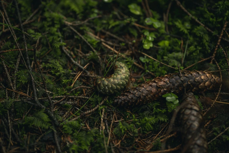 there is a small yellow caterpillar on the ground in the forest