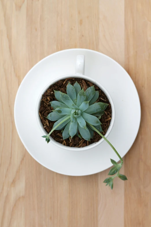 a cup with plants in it on a white plate