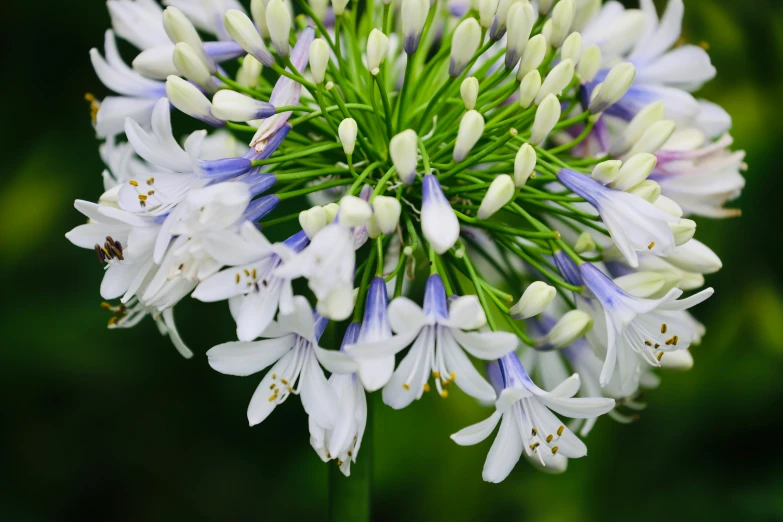 the large purple and white flower is in bloom