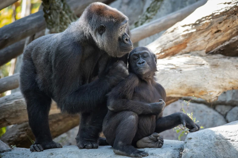 a couple of young gorillas are standing around