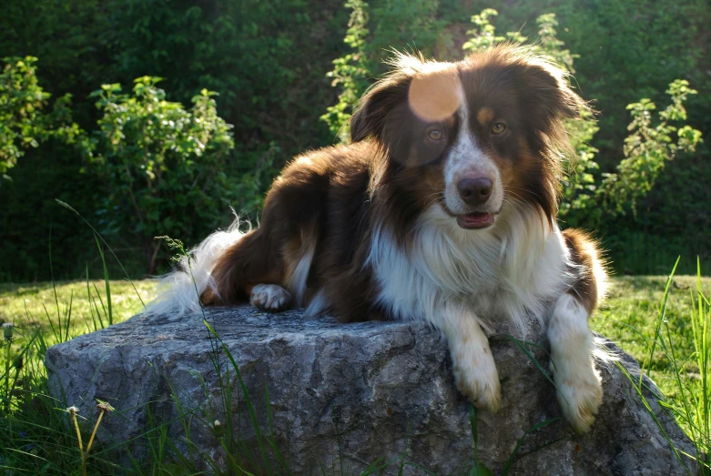 a very cute dog laying on a big rock