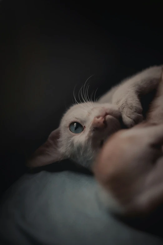 the white cat is snuggled up in a persons arms