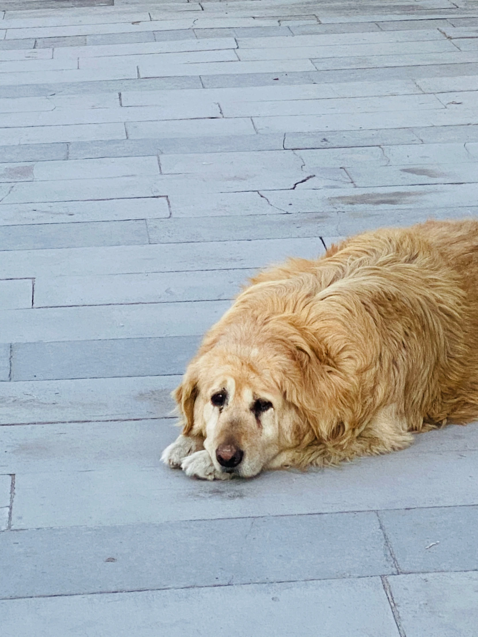 a dog that is laying down on some bricks