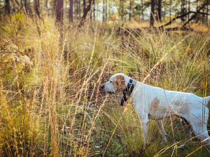 a dog standing in the tall grass looking at the distance