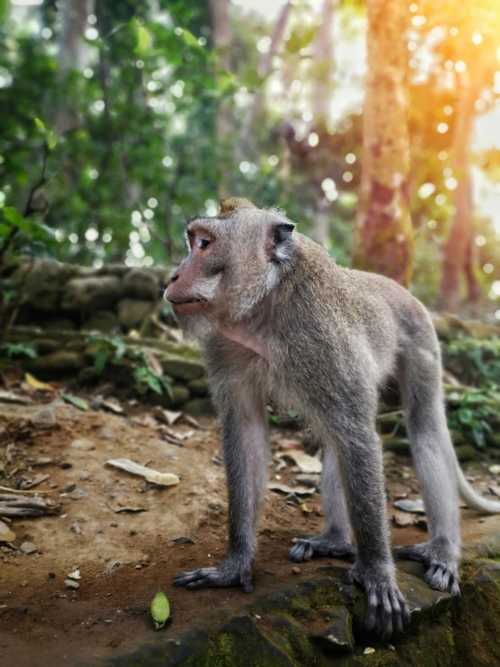 a close up of a monkey on a dirt road