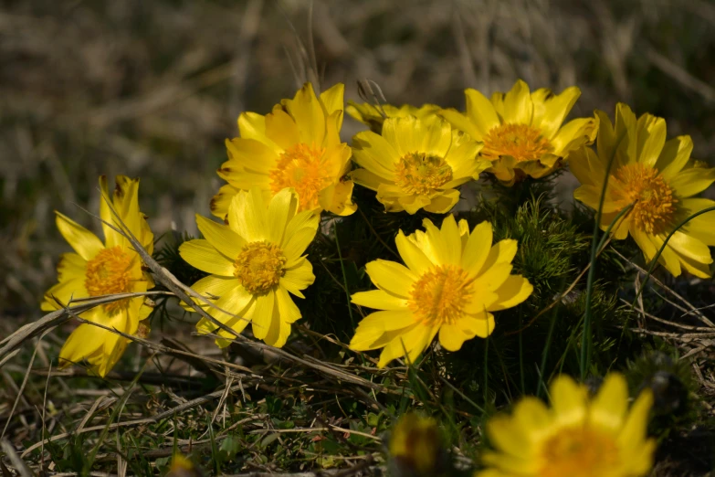 a couple of yellow flowers growing in the dirt