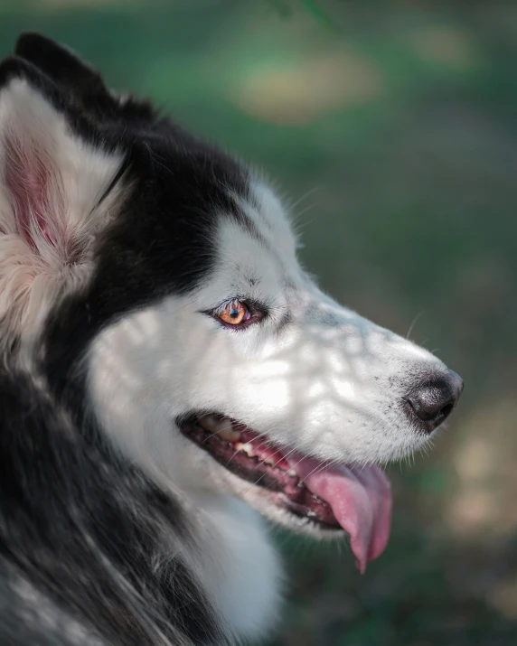 a white and black dog with a pink tongue