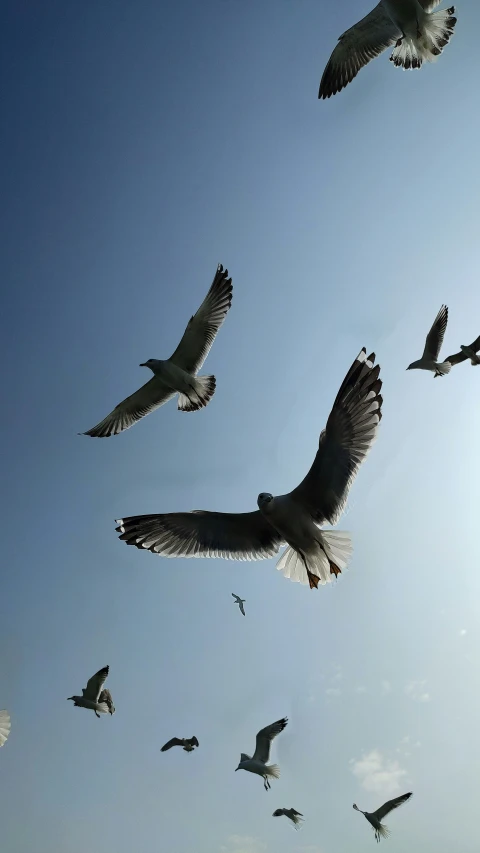 birds that are flying in the sky together