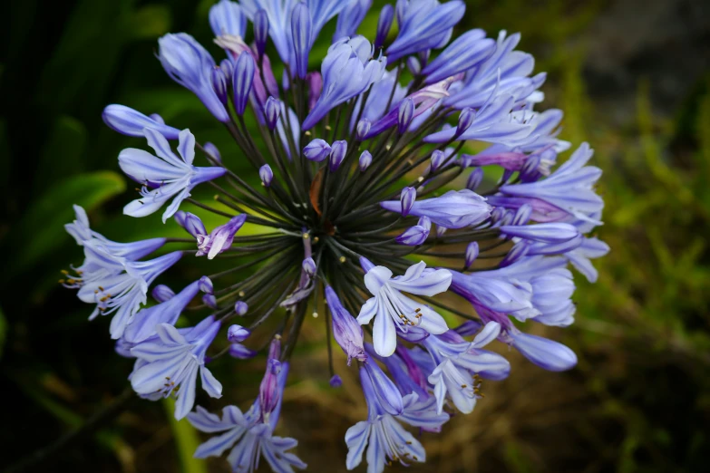 a purple flower with water droplets on it