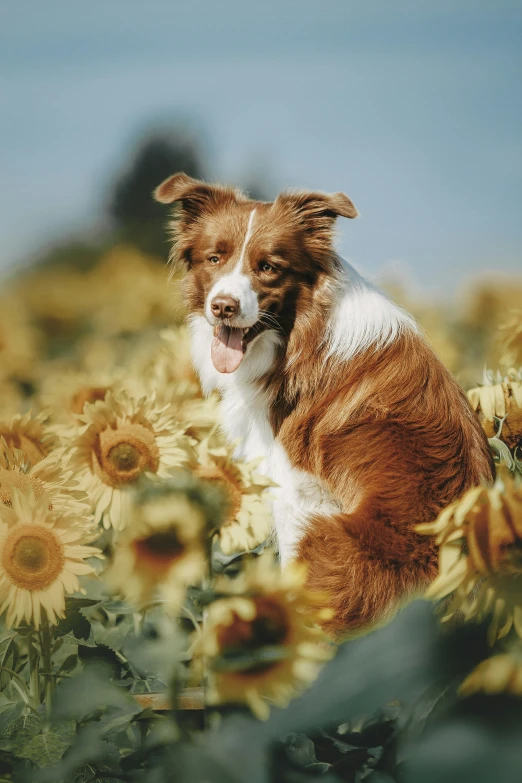 a dog sitting in a field of sunflowers