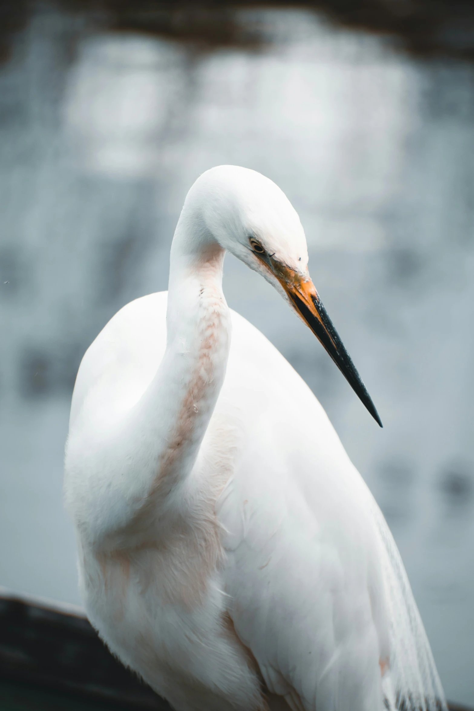 white bird with long legs sitting on top of roof