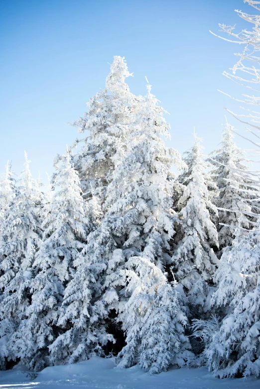 a snowboarder is standing near a large number of trees