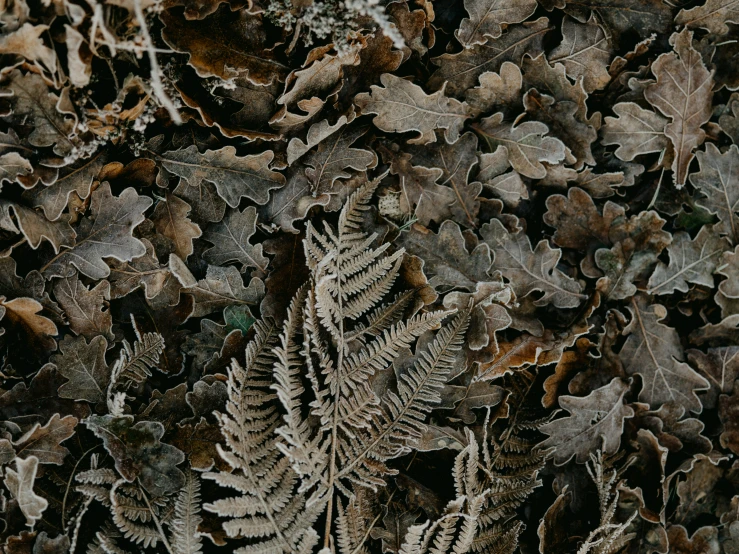 a small bunch of leaves with small white flowers on them