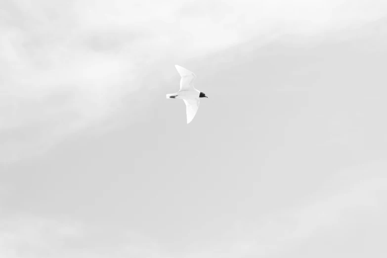 a white bird flying on a cloudy day