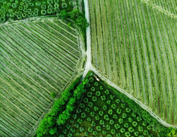 aerial view of two fields and trees