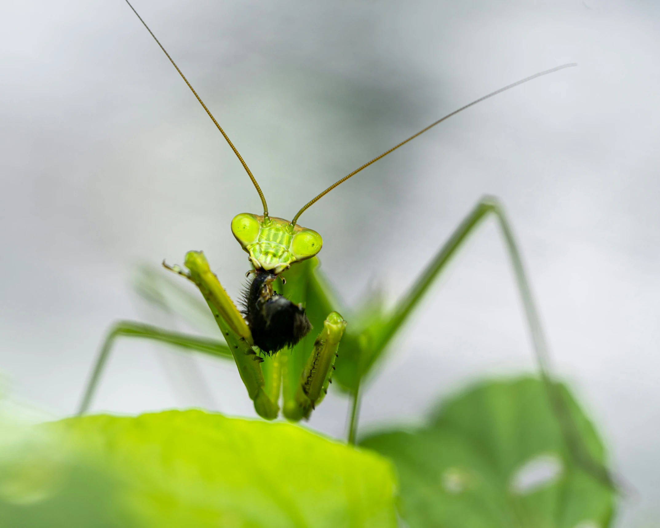 there is a very large praying insect outside