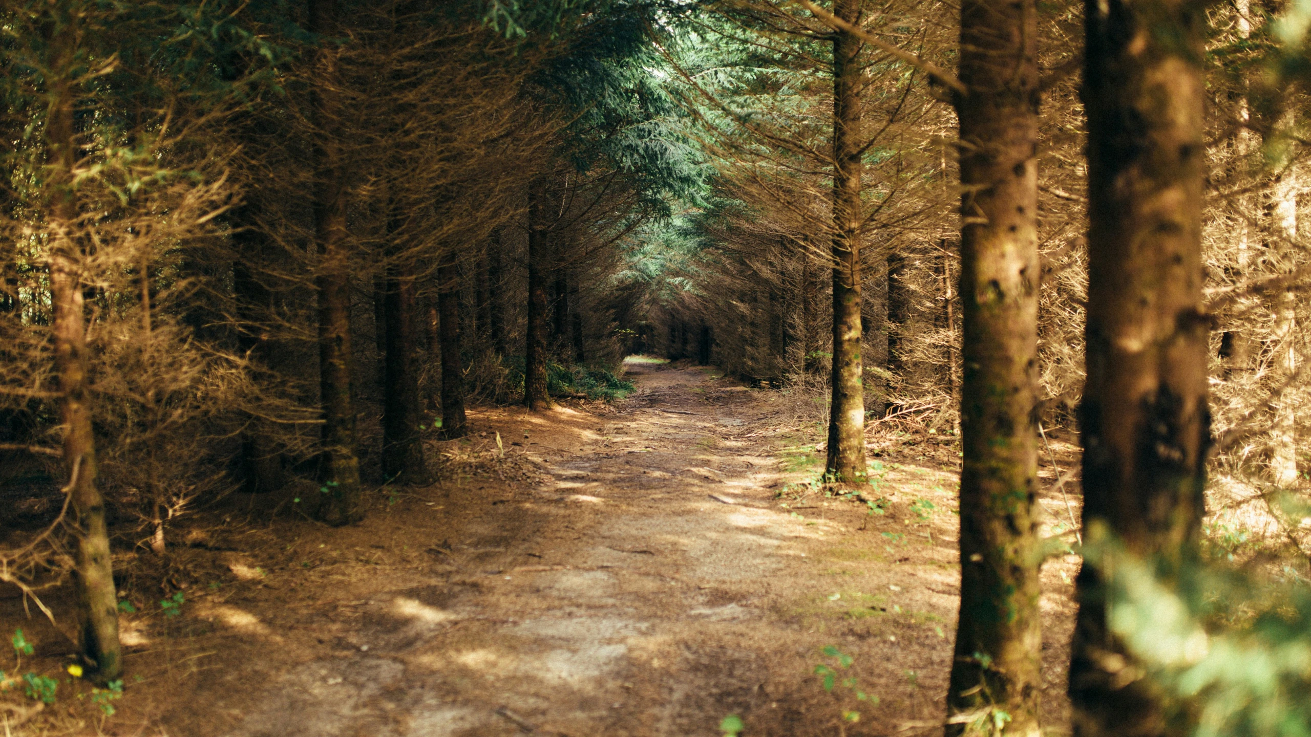 the path between tall pines is quite dirtier than the road