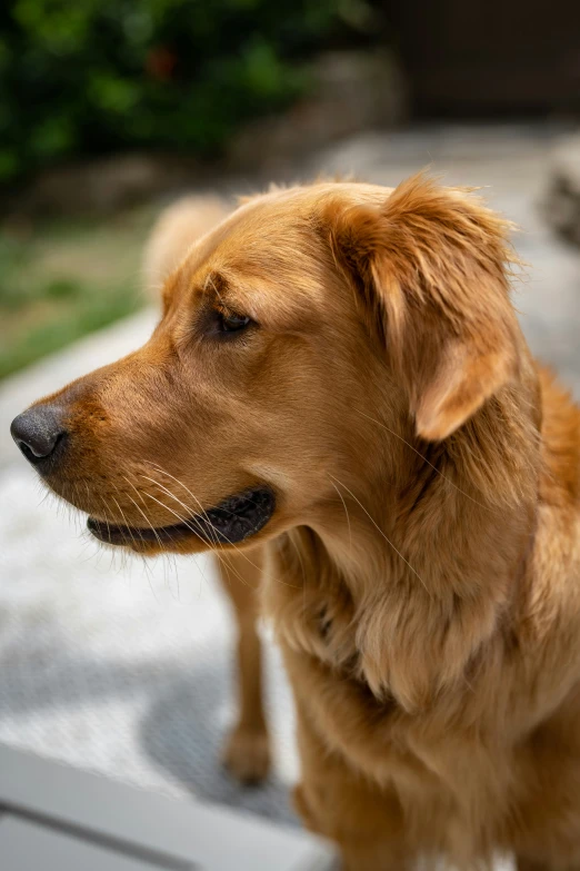 a large brown dog is sitting on the table